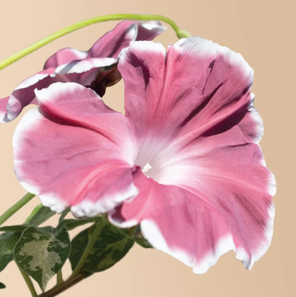 Chocolate Morning Glory - 25 Seeds