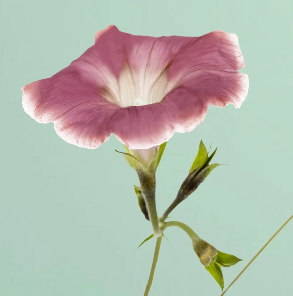 Chocolate Morning Glory - 25 Seeds