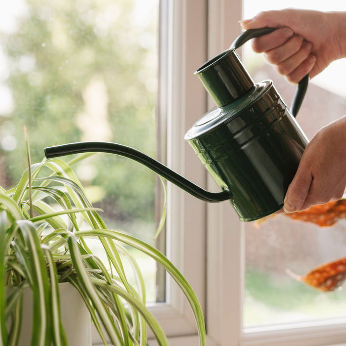 Kent & Stowe Indoor Metal Watering Can Forest Green 1ltr pouring water into spider plant