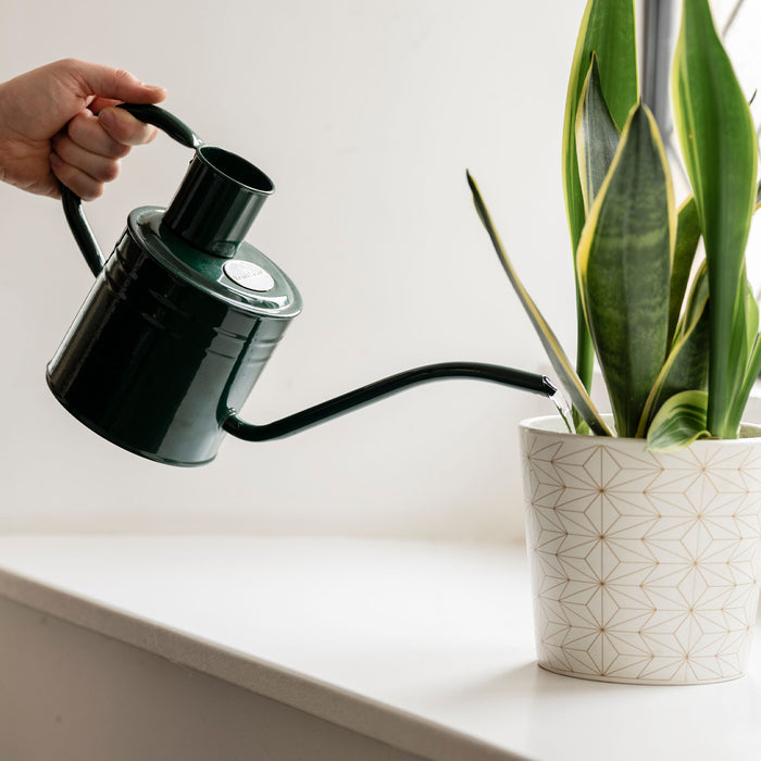 Kent & Stowe Indoor Metal Watering Can Forest Green 1ltr pouring water into snakeplant