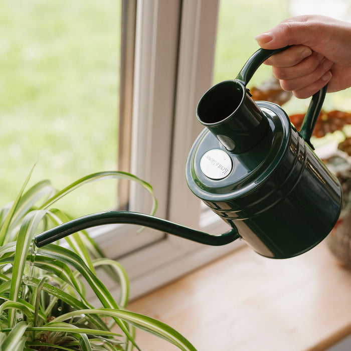 Kent & Stowe Indoor Metal Watering Can Forest Green 1ltr pouring water into spider plant