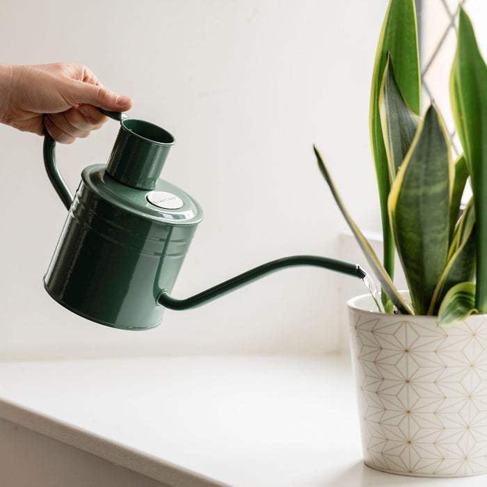 Kent & Stowe Indoor Metal Watering Can Sage Green 1ltr pouring water in snakeplant