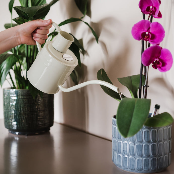 Kent & Stowe Indoor Metal Watering Can Vintage Cream 1ltr pouring water into orchid plant