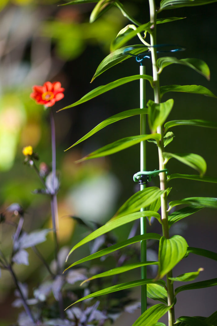 Premium grow stake holding plant stem