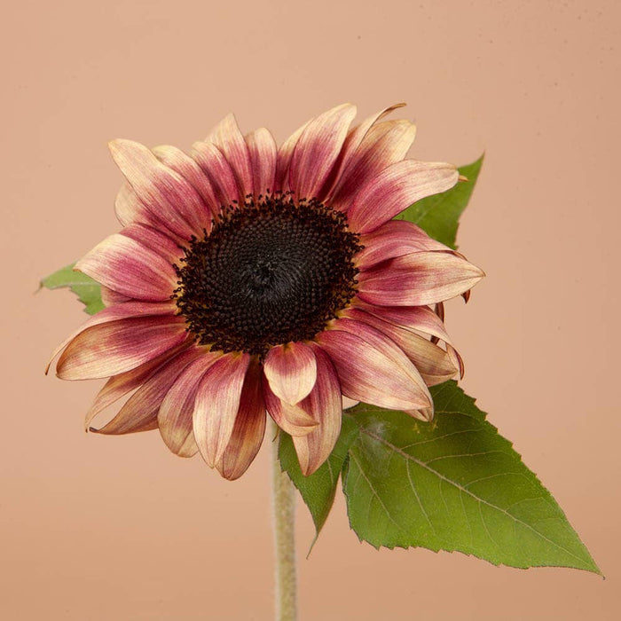 ProCut Plum Sunflower - 25 Seeds