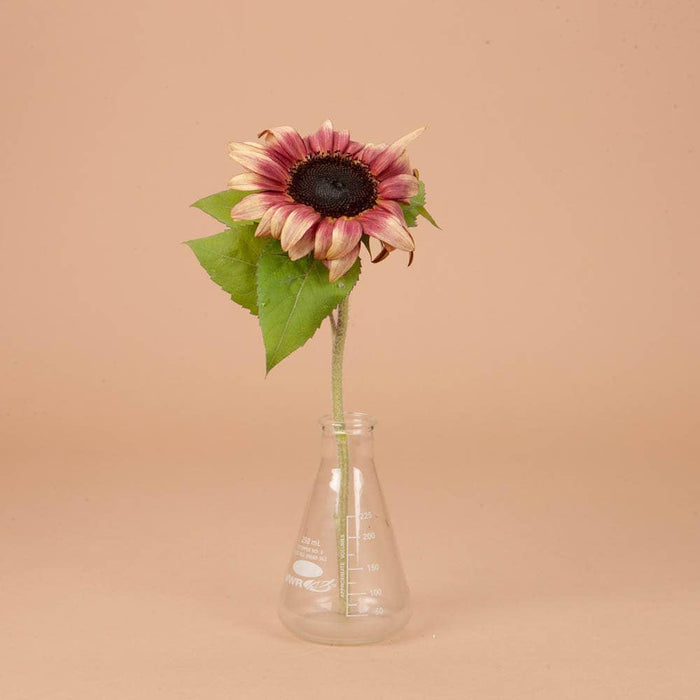 ProCut Plum Sunflower - 25 Seeds
