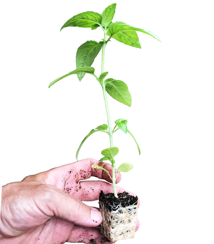 The Harvest Company Extra-Strength 10 in. x 20 in. Seed Starter Propagation Kit with 7 in. Tall Dome, , 72-Cell Insert and Standard Flat Tray, and Seed Starter Plugs (VPK900VSSP)